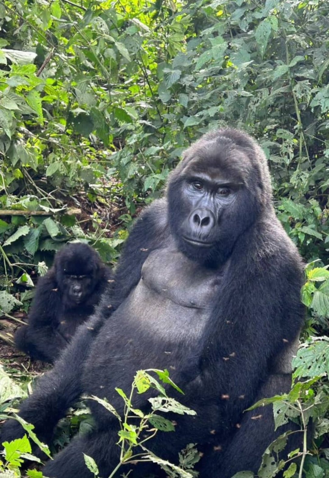 Silverback Gorilla